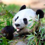 Panda heureux Panda heureux