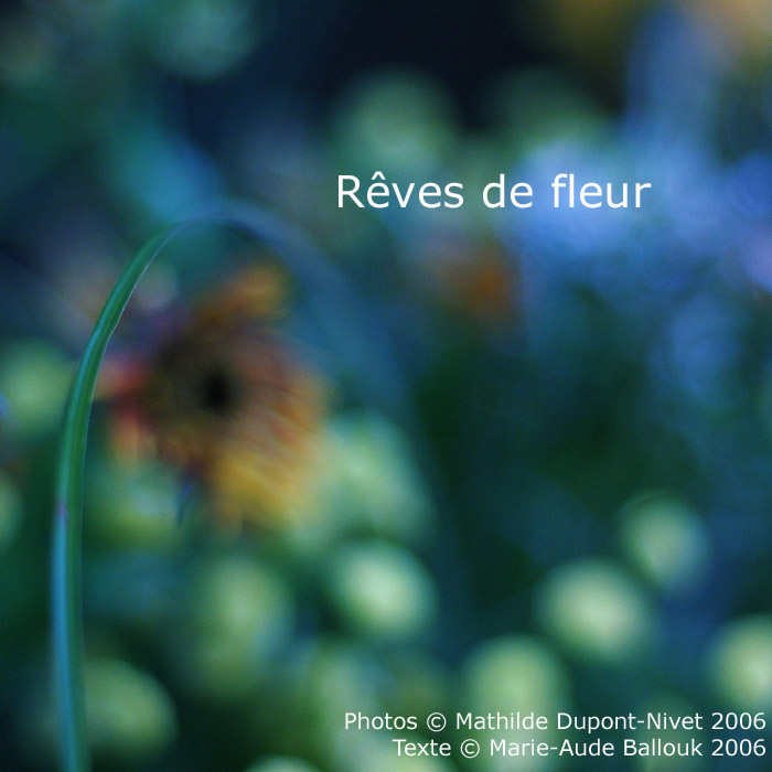 Rêves de fleurs