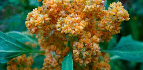 Fleurs de quinoa