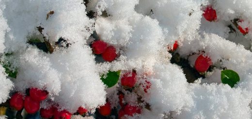 Baies sous la neige
