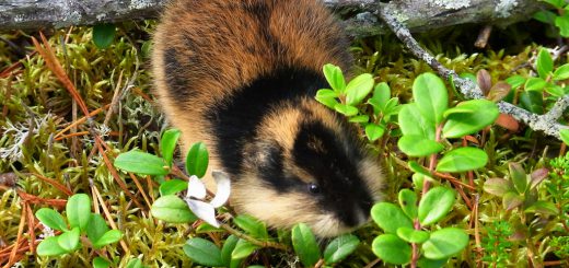 Le lemming est un animal qui se suicide collectivement