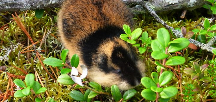Le lemming est un animal qui se suicide collectivement