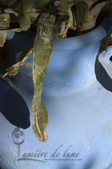 Bleu à Majorelle