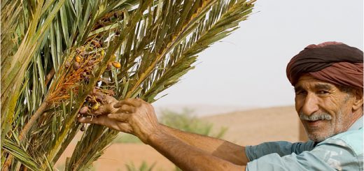Les dates au bivouac
