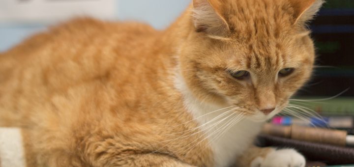 un chat sur un clavier d'ordinateur