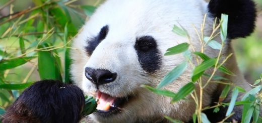 Panda heureux